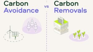 Carbon Removal vs Avoidance: What’s Really Changing in the Carbon Markets (2025 Edit)