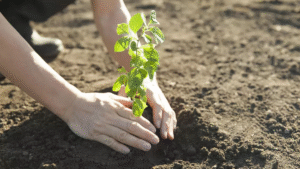 From Abundance to Delivery: The Real Challenge of Biochar